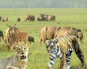 जिम कॉर्बेट नैशनल पार्क के विशेष तथ्य-