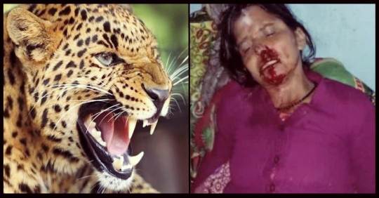 alt="Leopard attack on women in Nainital uttarakhand"