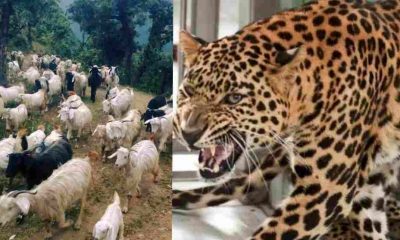 alt="leopard attack in nainital"