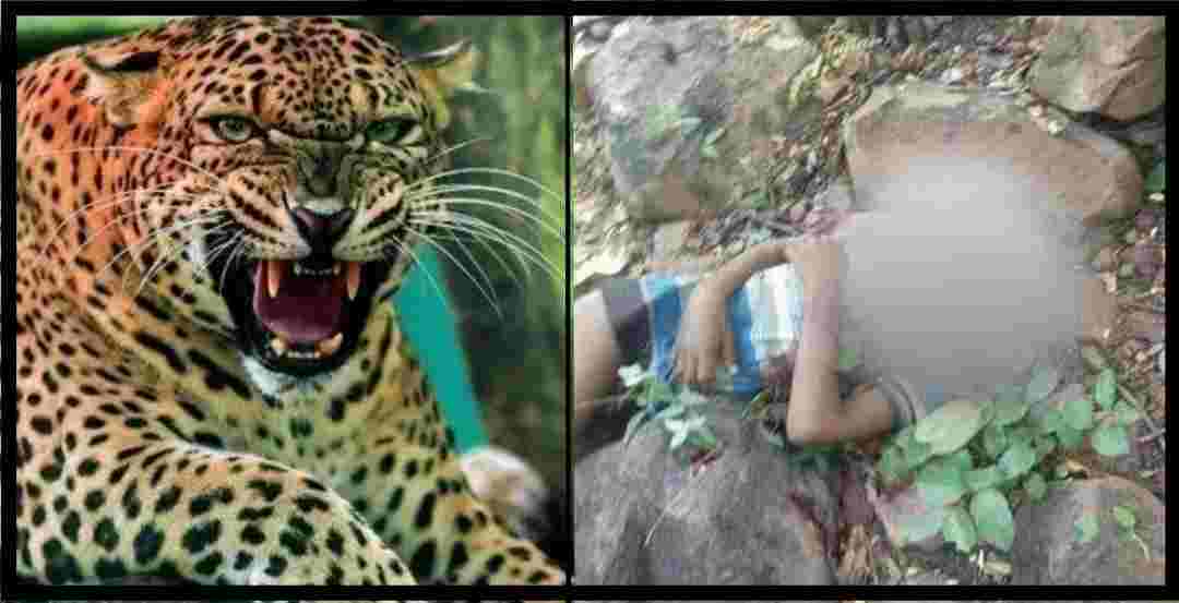 alt="Leopard attack in Uttarakhand news"