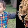 alt="leopard in uttarakhand kill Harshit in almora"