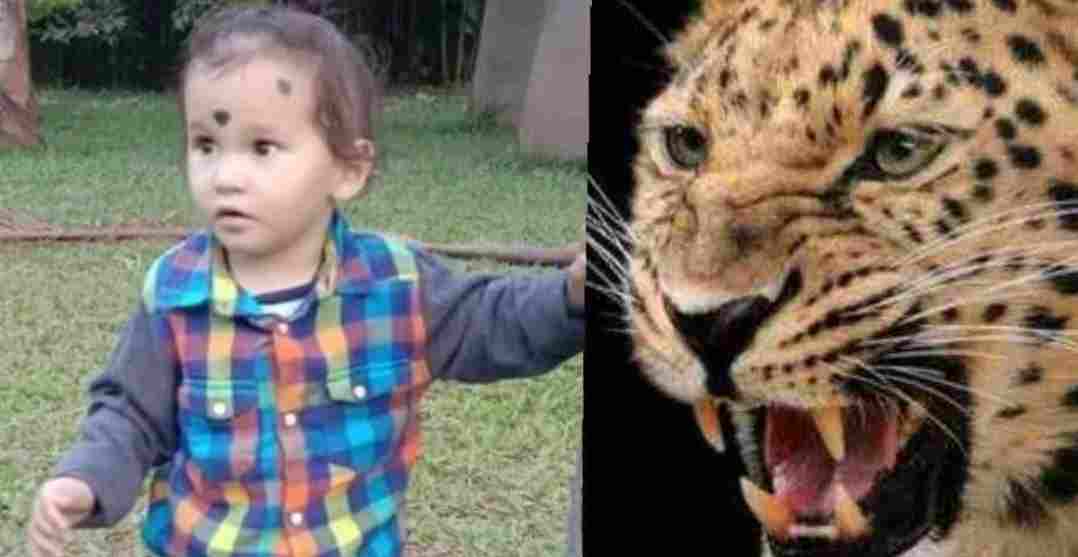 alt="leopard in uttarakhand kill Harshit in almora"