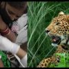 alt="Leopard attack in ramnagar women uttarakhand"