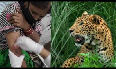 alt="Leopard attack in ramnagar women uttarakhand"