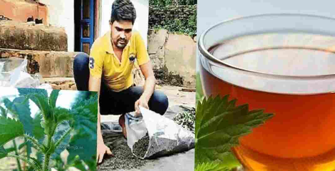 alt=" uttarakhand dan singh Rautela start new self employment to made herbal tea by bichoo ghas"