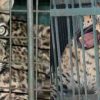 alt="uttarakhand guldar leopard caught in tehri garhwal news"