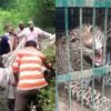 alt="guldar caught in tehri garhwal uttarakhand of forest department cage"