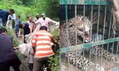 alt="guldar caught in tehri garhwal uttarakhand of forest department cage"