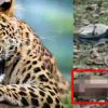 Uttarakhand leopard attack in pithoragarh youth