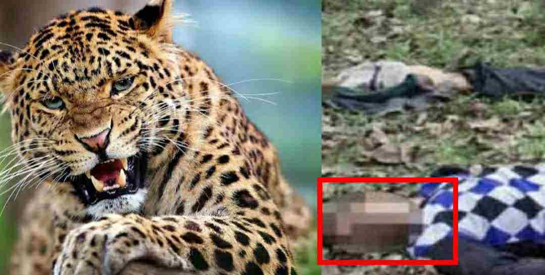 Uttarakhand leopard attack in pithoragarh youth