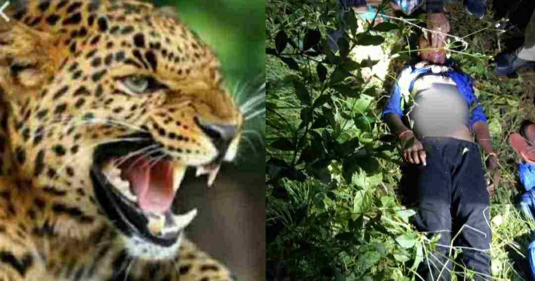 Uttarakhand Tendua Leopard Attack in Pithoragarh