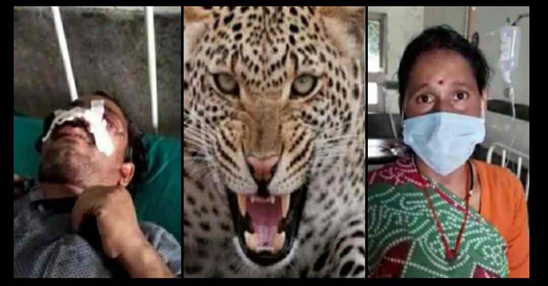 Uttarakhand: leopard tendua attack in pithoragarh jyoti saved her husband's life