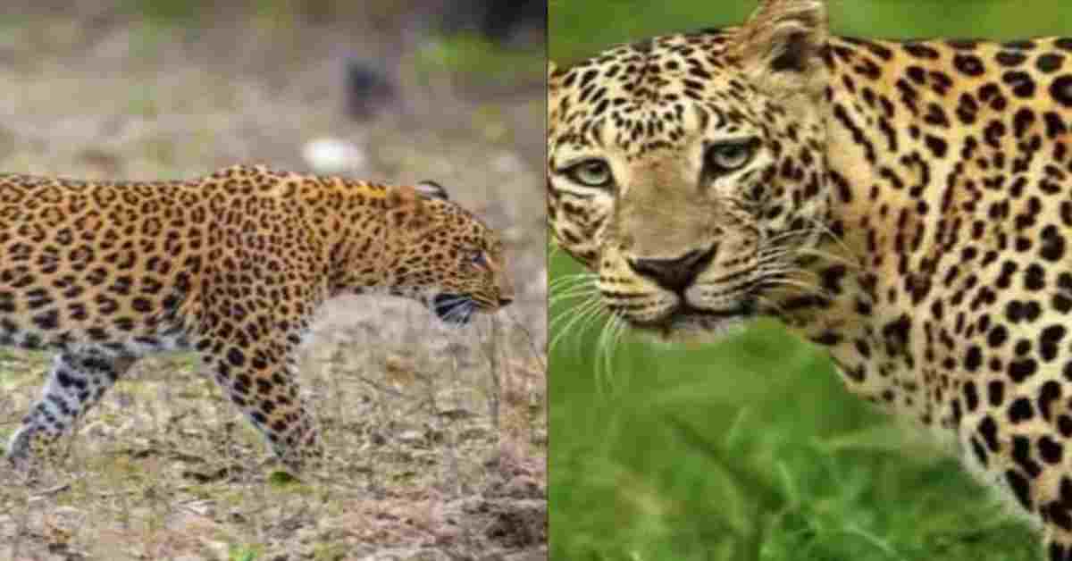 Leopard attack News in Nainital Uttarakhand