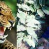 Uttarakhand guldar leopard Attack in Pauri Garhwal