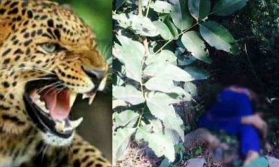 Uttarakhand guldar leopard Attack in Pauri Garhwal