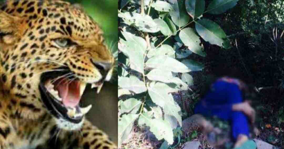 Uttarakhand guldar leopard Attack in Pauri Garhwal