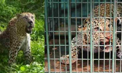 Uttarakhand: Pithoragarh man eater guldar caught in cage