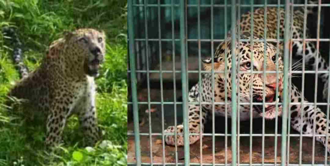 Uttarakhand: Pithoragarh man eater guldar caught in cage