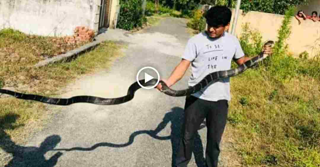 Uttarakhand news: king kobra rescue by snack catcher Kishan Dhanik in Haldwani.