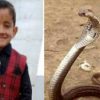 9 years old child lavi singh died in champwat district tankapur due to snake bite