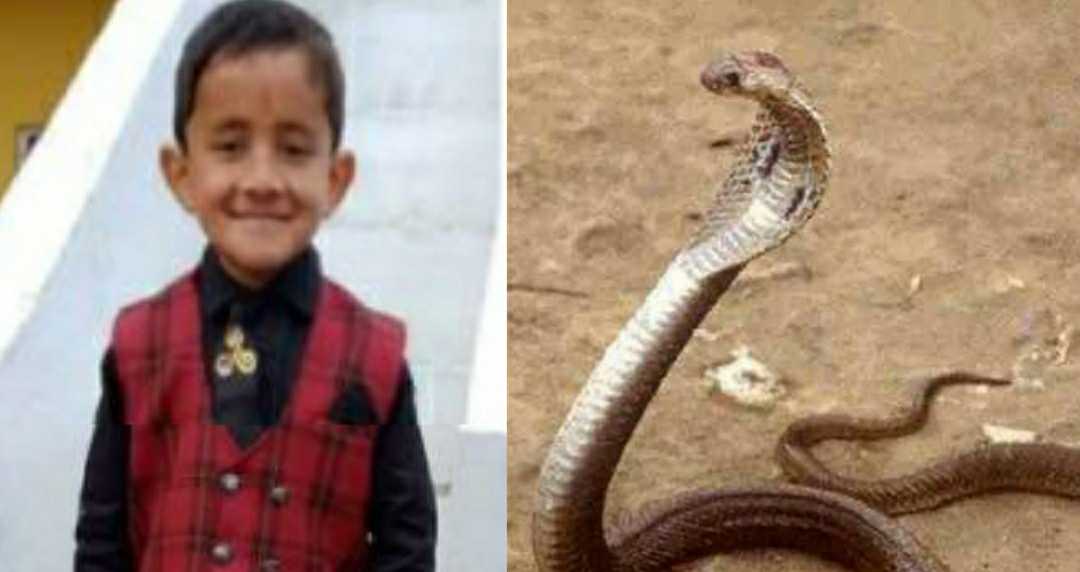 9 years old child lavi singh died in champwat district tankapur due to snake bite