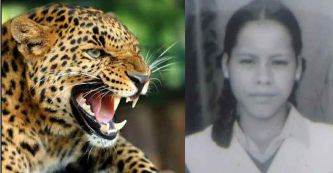 Uttarakhand news: Basanti Bohra died in champawat due to guldar leopard attack.