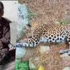 man-eating leopard became the target of the famous hunter Joy Hukil bullet in pithoragarh