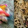 Uttarakhand News: Leopard tendua attack in devthal tehsil pithoragarh