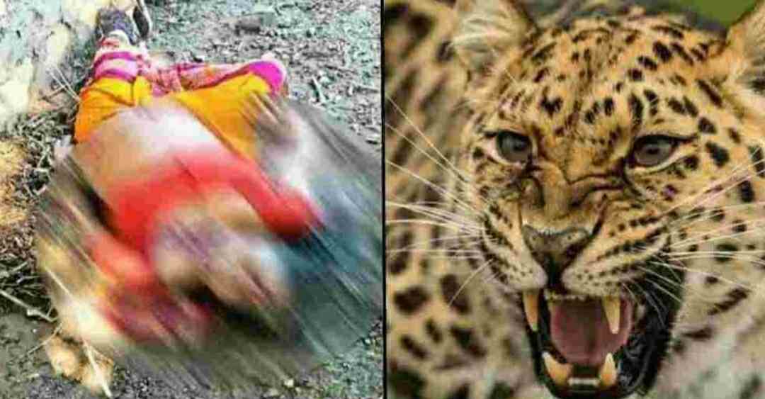 Uttarakhand News: Leopard tendua attack in devthal tehsil pithoragarh