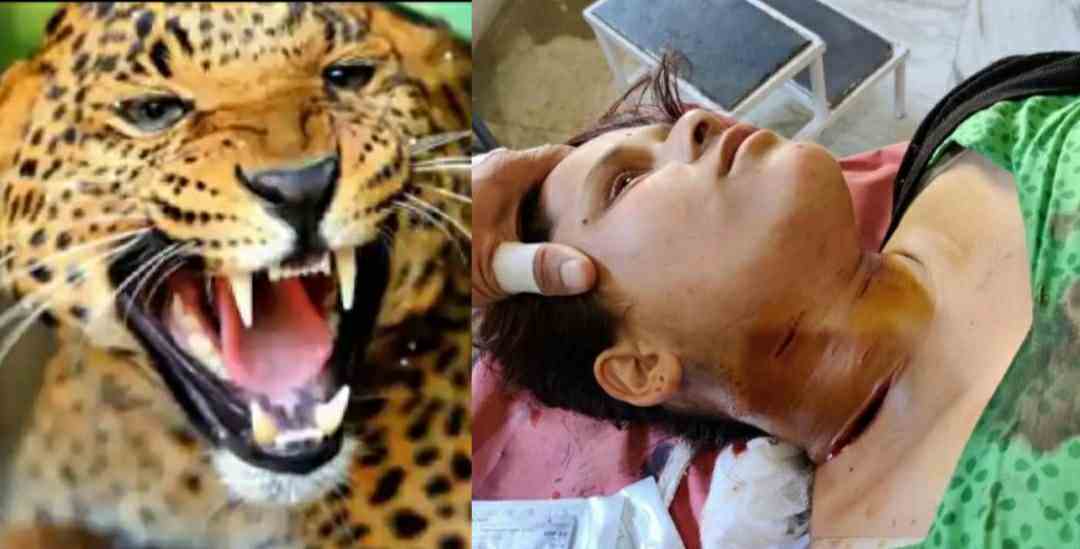 Uttarakhand leopard tendua attack on deepa rawat in chandak pithoragrah district
