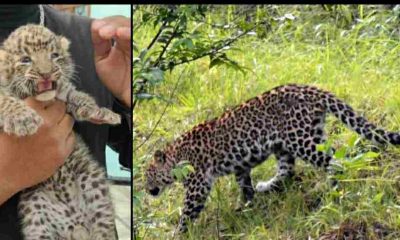 Uttarakhand: Guldar cub seen in a populated area of kashipur, panic in the area
