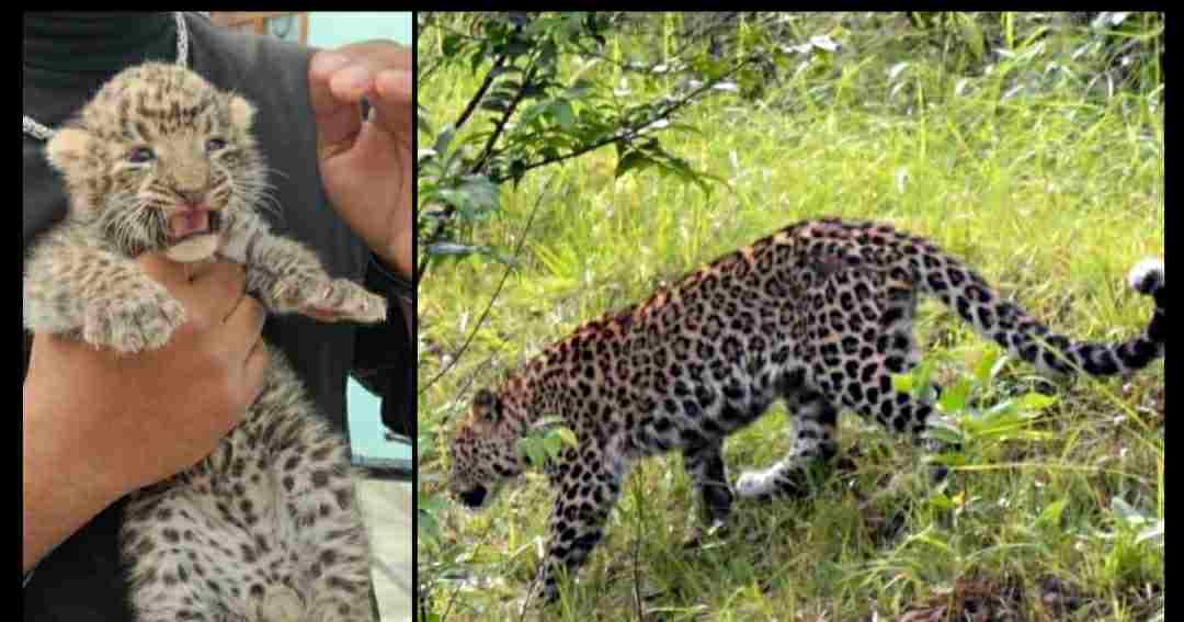 Uttarakhand: Guldar cub seen in a populated area of kashipur, panic in the area