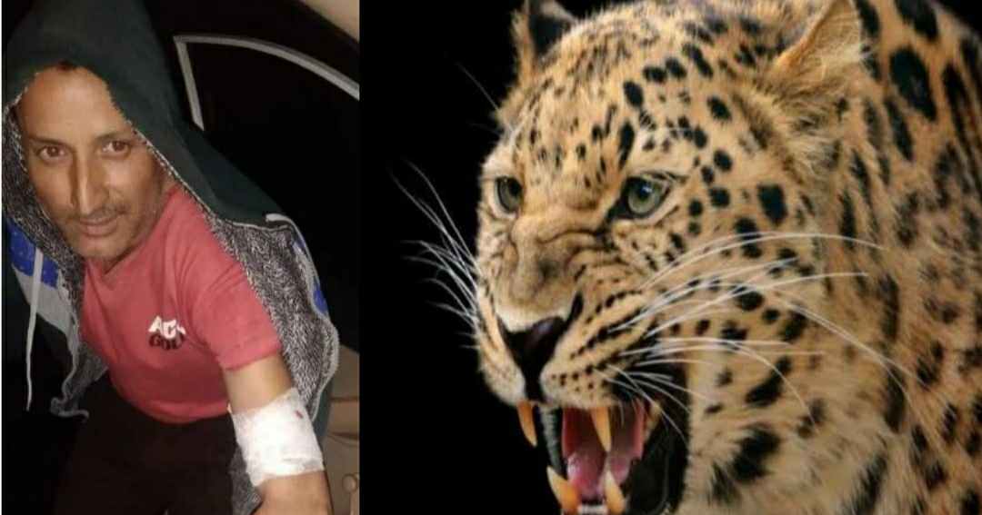 Uttarakhand news: Tendua attacked a young man jagmohan Mehta of Bageshwar district, clashed with a leopard to save his life.