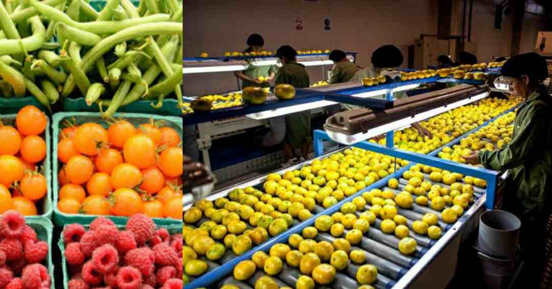 Uttarakhand: largest fruit processing unit to be set up in Ramgarh, fruit products will be launched directly in the market