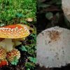 Uttarakhand news: 8 new species of wild mushroom found in the forests of Khirsu in Pauri Garhwal district.