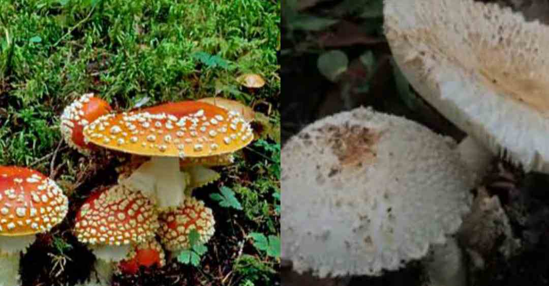 Uttarakhand news: 8 new species of wild mushroom found in the forests of Khirsu in Pauri Garhwal district.