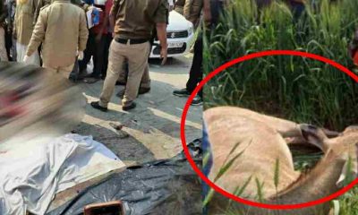 Uttarakhand News: bike accident in bajpur two friend died on the spot by nilgai hit