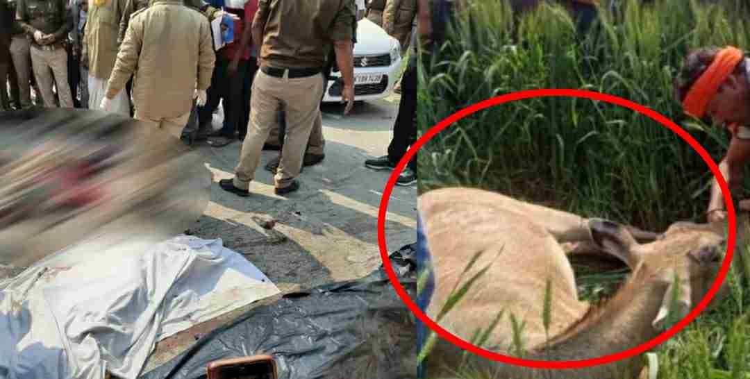 Uttarakhand News: bike accident in bajpur two friend died on the spot by nilgai hit