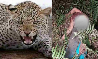 Uttarakhand: leopard attack in kanalichina pithoragarh on kalawati devi body found in forest