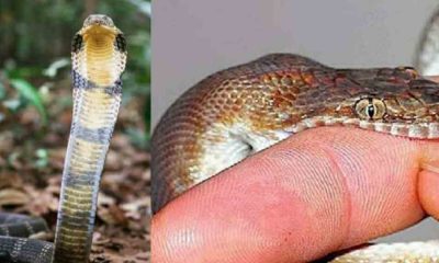 Snake bite in Uttarakhand will get compensation, uttarakhand forest department will issue compensation