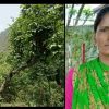 Uttarakhand news: Lila devi of Bageshwar district died due to fell from a tree.