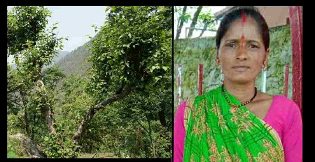 Uttarakhand news: Lila devi of Bageshwar district died due to fell from a tree.