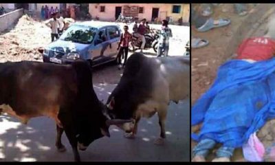 Uttarakhand: 9 years old Rishabh died to Bull Fighting in Rishikesh.