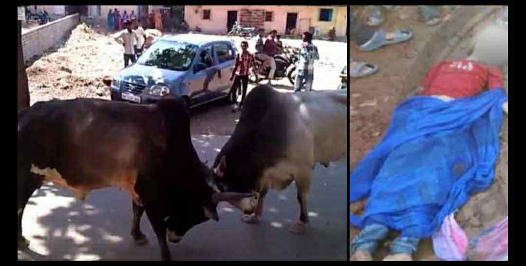 Uttarakhand: 9 years old Rishabh died to Bull Fighting in Rishikesh.