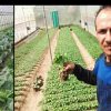 Uttarakhand News: naveen bohra started self employment producing vegetable in his polyhouse
