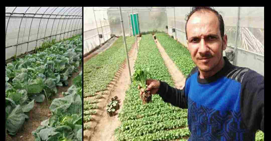Uttarakhand News: naveen bohra started self employment producing vegetable in his polyhouse