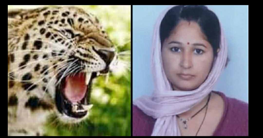 Uttarakhand: Deeksha Devi injured by attacking leopard in tanakpur woman died in hospital