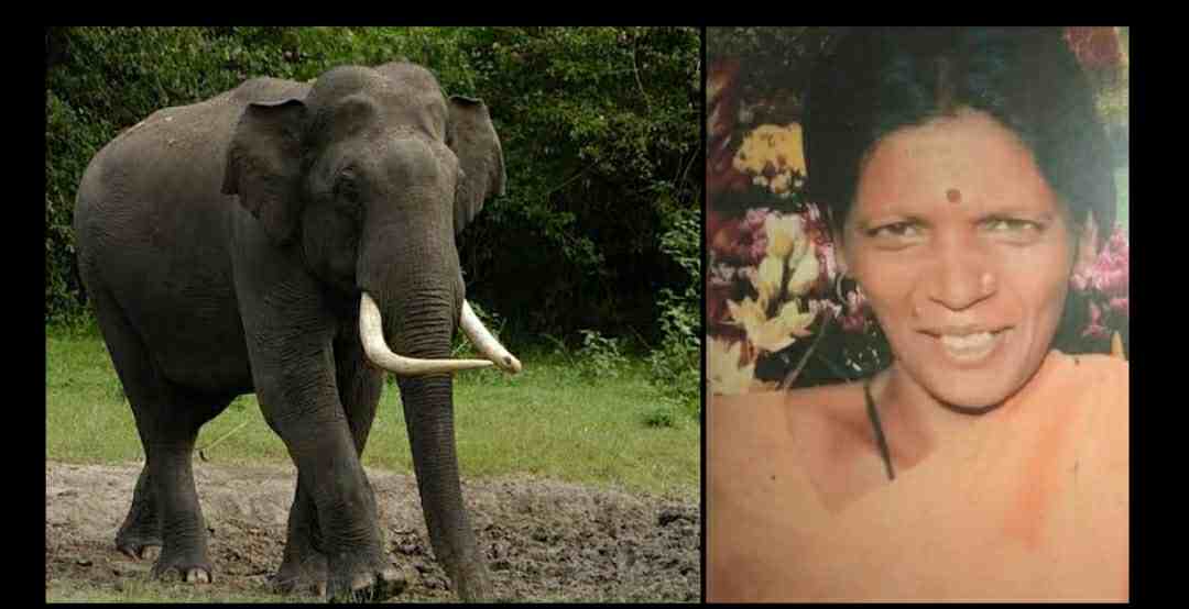 Uttarakhand news: kanti devi died on the spot due to Elephant attack in kotdwar of pauri Garhwal district.