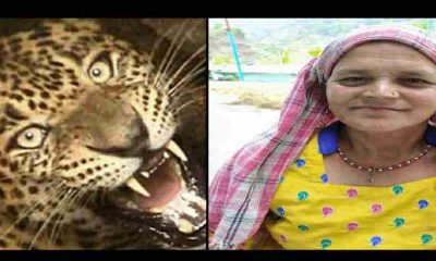 Uttarakhand news: The terror of Guldar in the Pauri Garhwal, the woman working in the field made her morsel.