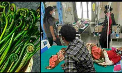Uttarakhand news : champwat teenager dies due to eating lingra vegetable other family member admitted in hospital